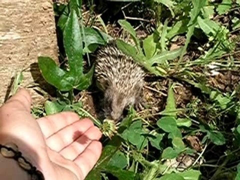 Thumbnail