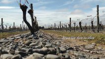 Forrest Wines - From the Vine to Wine (Pacific Prime Wines)