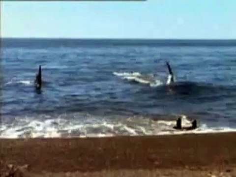 Massive Bull Orca named Mel snatches sea lion off the beach