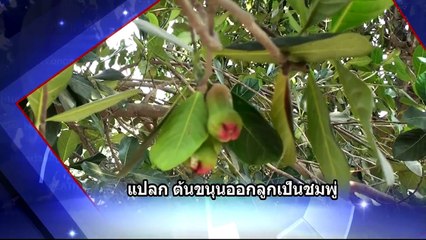 คับข่าว ครบประเด็น   Wed พุธ  23  มีนาคม 2559 ตอน 1