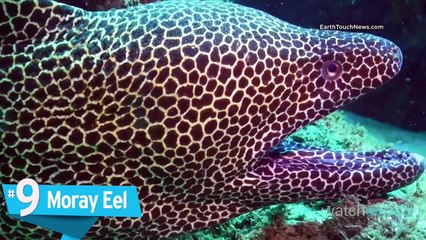 Top 10 worlds deadliest sea creatures HD