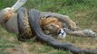 Lion vs Snake - Anaconda vs Felidae - Python vs Lion - Anaconda vs Cat - Anaconda vs Jaguar - Python vs Tiger