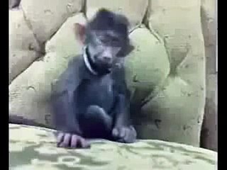 Laughing Monkey!