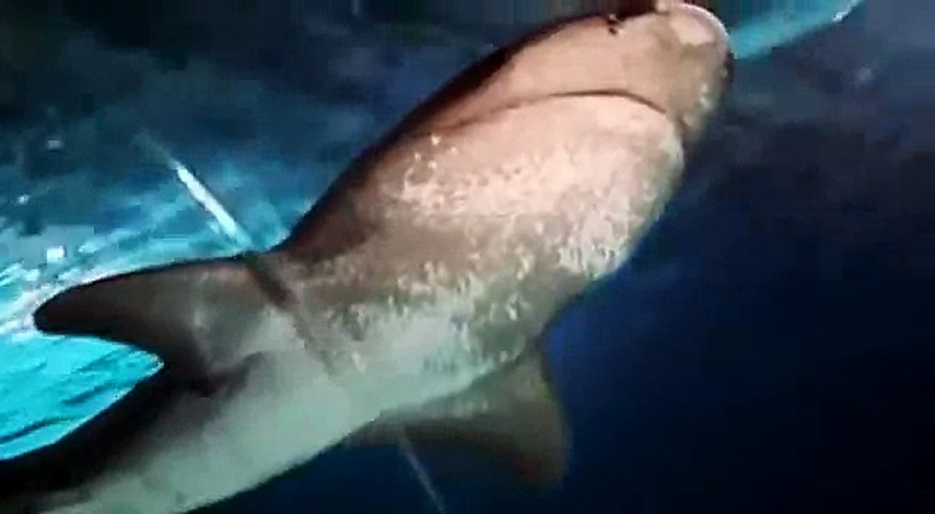 SHARK GIVES BIRTH AFTER TANK TUSSLE