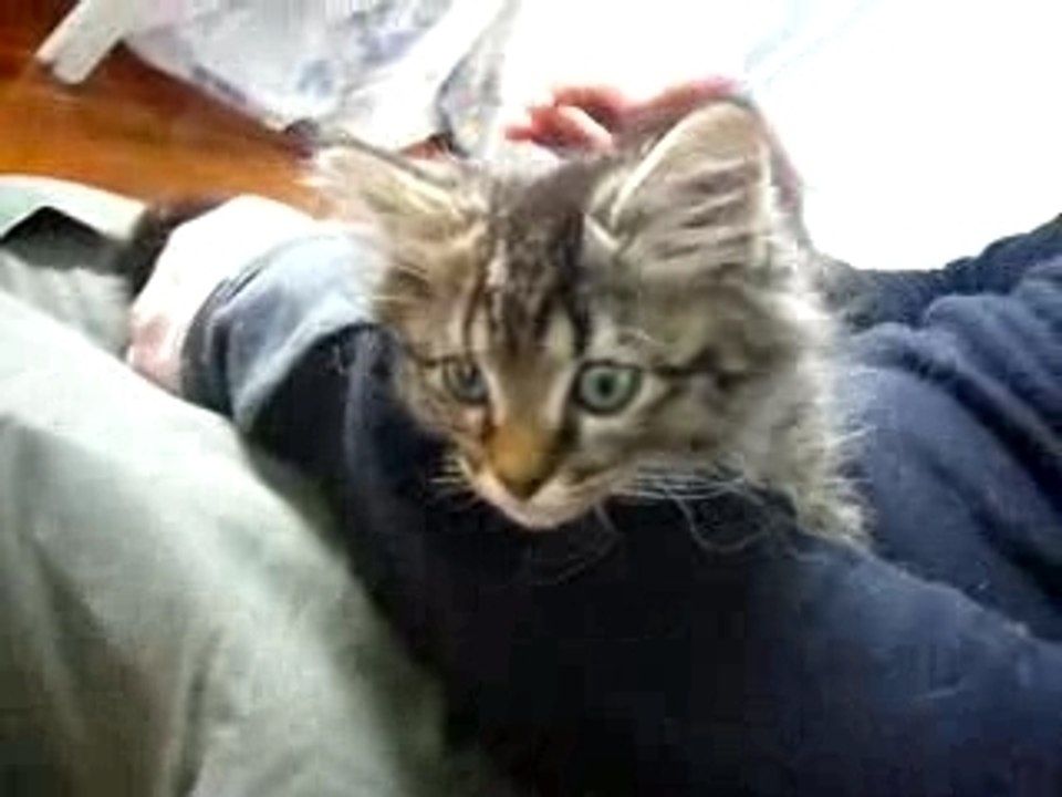 Meet Boris