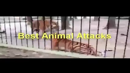 Lion attacks zebra but zebra escape Best Animal Attacks