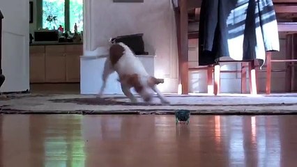 Puppy vs. Robot Crab  Cute Dog Maymo