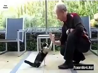 Free_Download_WhatsApp_Video_Give_Me_Five_-_These_Cat_s_Are_Really_Amazing