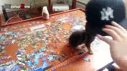 Funny_Cats_-_A_Funny_Cat_Videos_Compilation_2016____NEW_HD