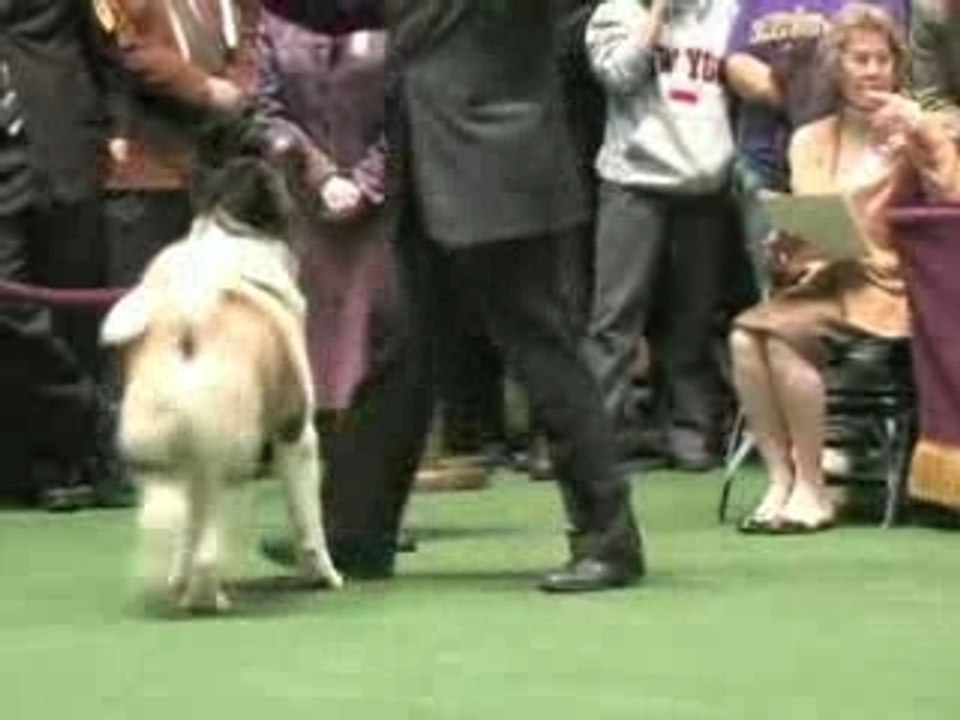 Akita Americano