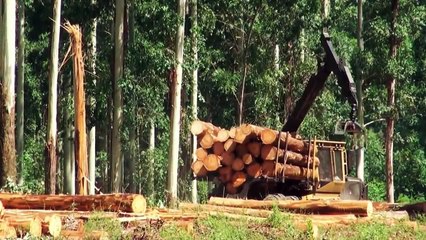 Forwarder Tigercat 1075B Large Tree