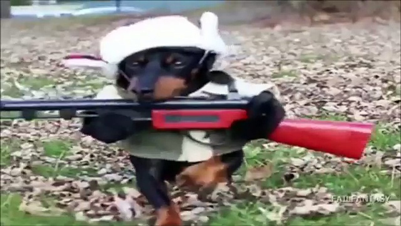 Ultimate Fail & Funny Dogs Gone Viral