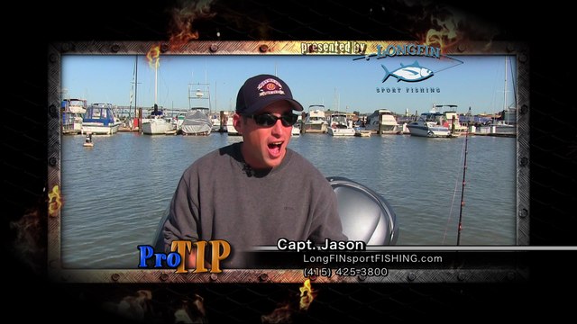 Baits that catch shark