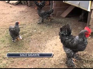 29-05-2013 - GALO GIGANTE - ZOOM TV JORNAL
