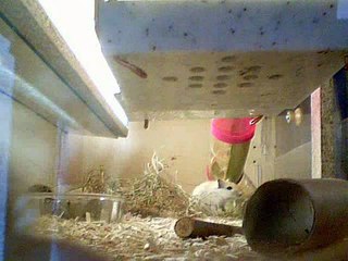 Bagarre entre mes gerbilles 2