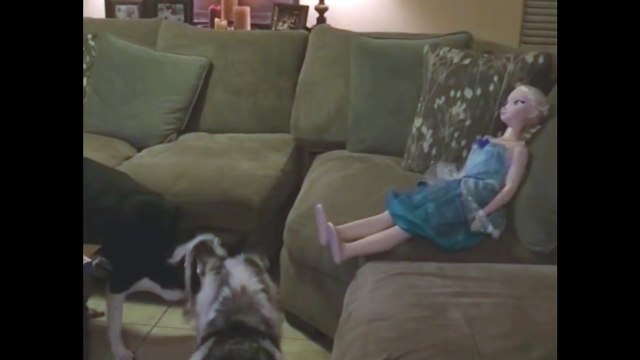 пес хочет поиграть