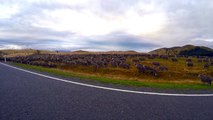 Sheep Herding in New Zealand (With a DJI Phantom 2)
