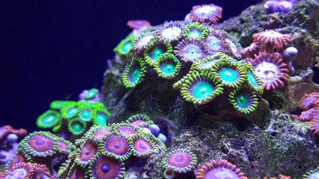 BBC | Vahşi Doğa: Mücadeleciler - Resifler