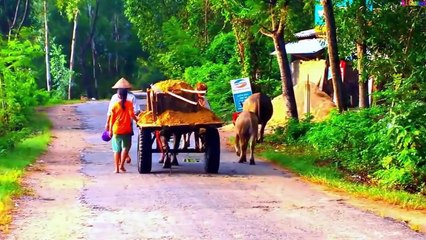 Gọi Trâu Nhạc Thiếu Nhi - Bài Hát Gọi Trâu