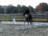 Event Horse For Sale Wizard of Win Dressage October 2009