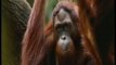 Orangutanes: Inteligencia primate