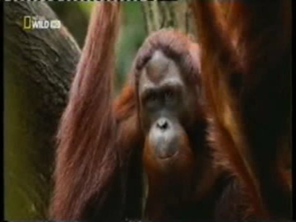 Orangutanes: Inteligencia primate