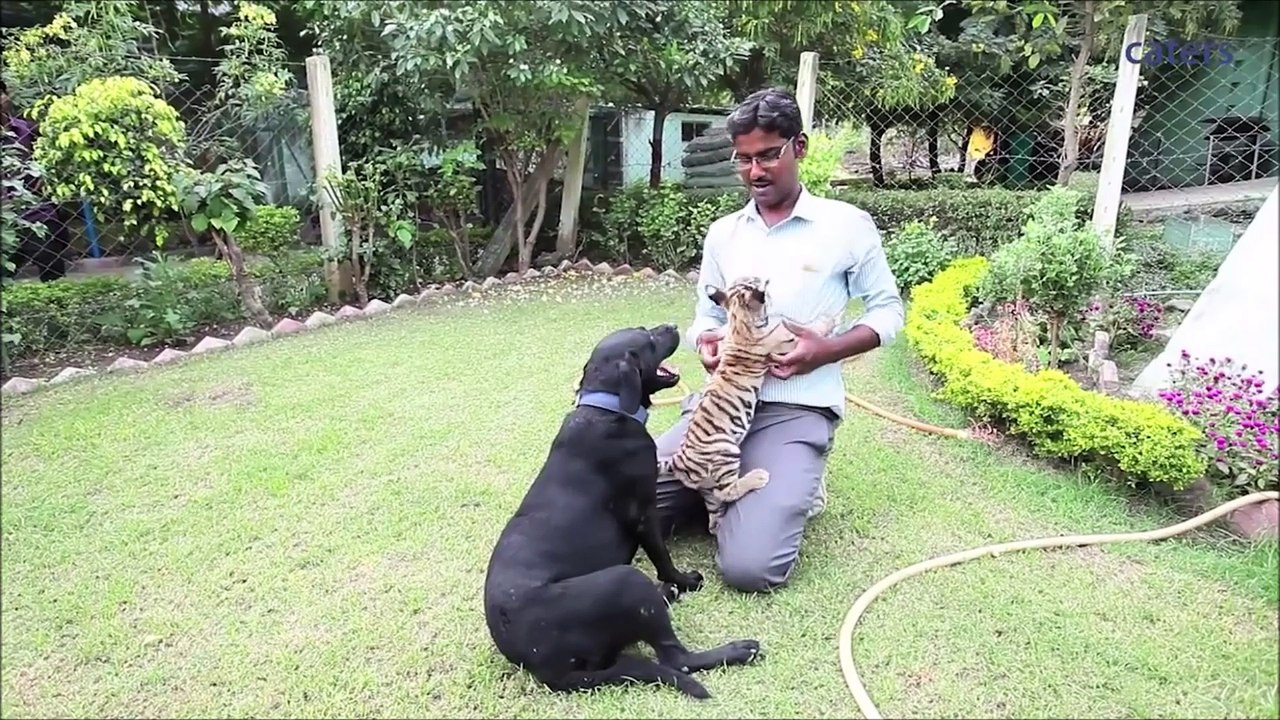 love animals