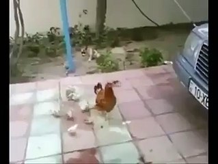 Hen vs dog must watch this fight