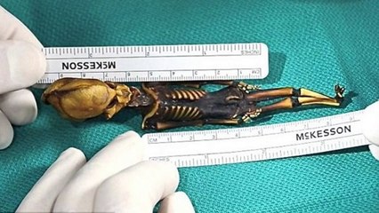 Real Aliens on Earth Proof