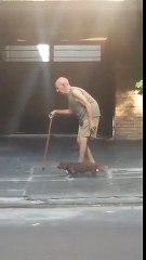 Un chien Teckel attend son vieux maître très lent à marcher.. Tellement mignon