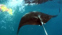 Veligandu, snorkelling with Manta rays
