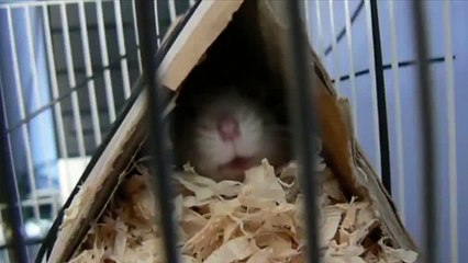 Funny Daring Hamster- Funny Animal Compilation 2014