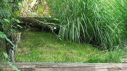 Fishing Cat! Кошка ловит рыбу!