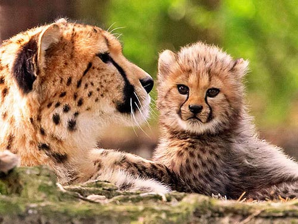 BBC | Vahşi Doğa: Yavru Hayvanlar - Kamuflaj Uzmanları