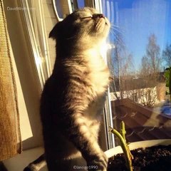 These Cats Know Where The Warm Spot Is