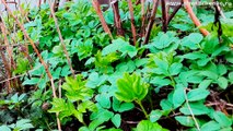 [ЗОЖ] Готовим вкусный салат из сныти в Нижнем Новгорде