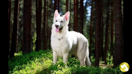 Если собаку укусил клещ: правила оказания первой помощи