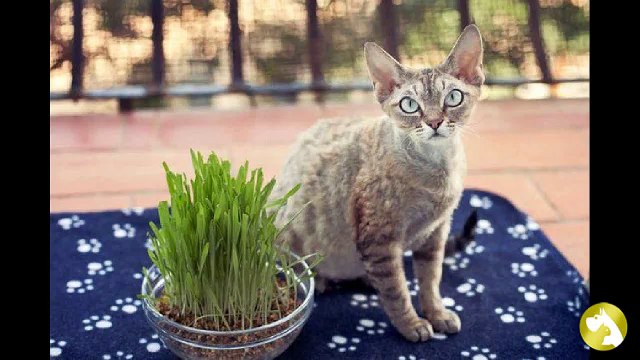 Беременность у кошек: грамотный уход