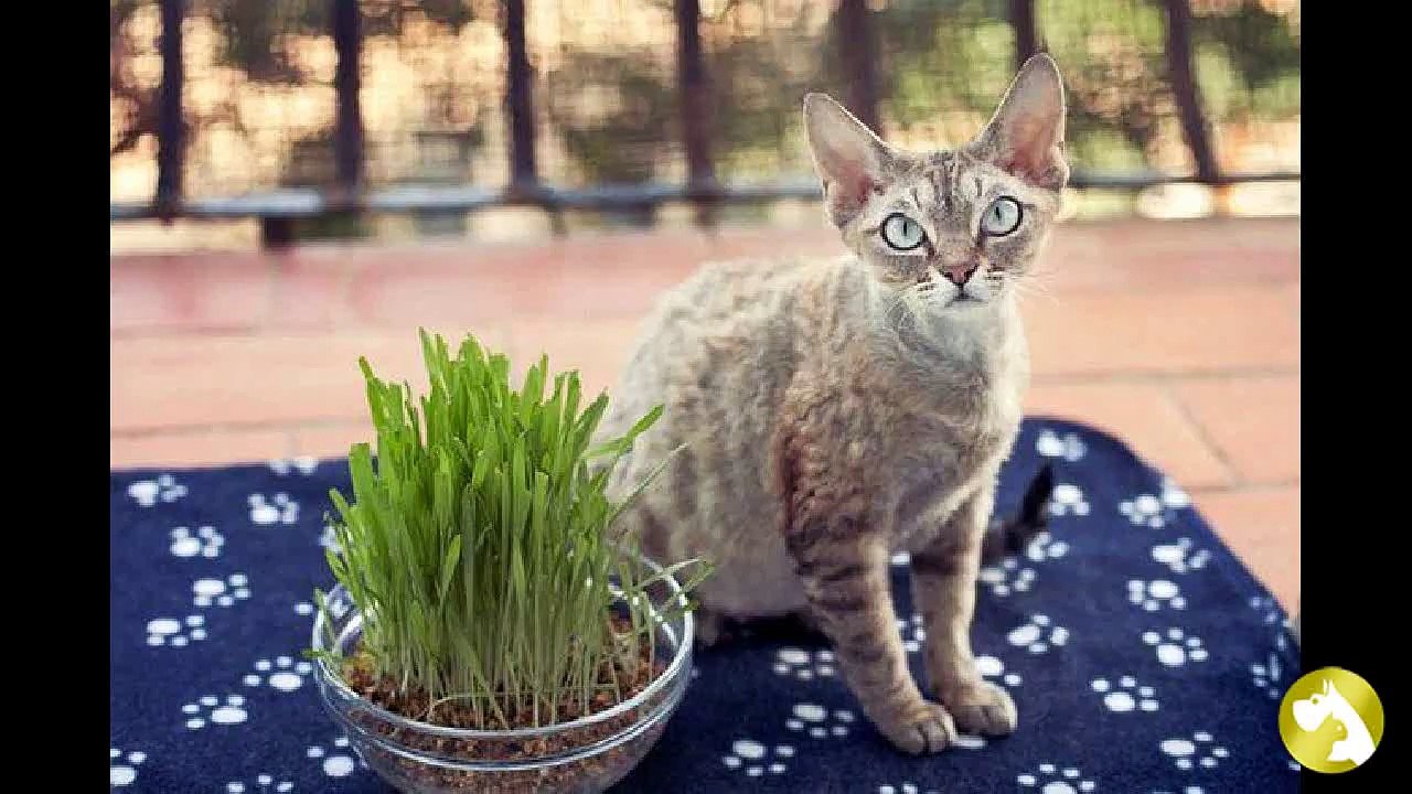 Беременность у кошек: грамотный уход