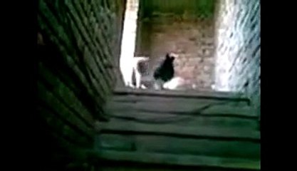 Hunter Dogs Chases and Hunts a Rabbit: