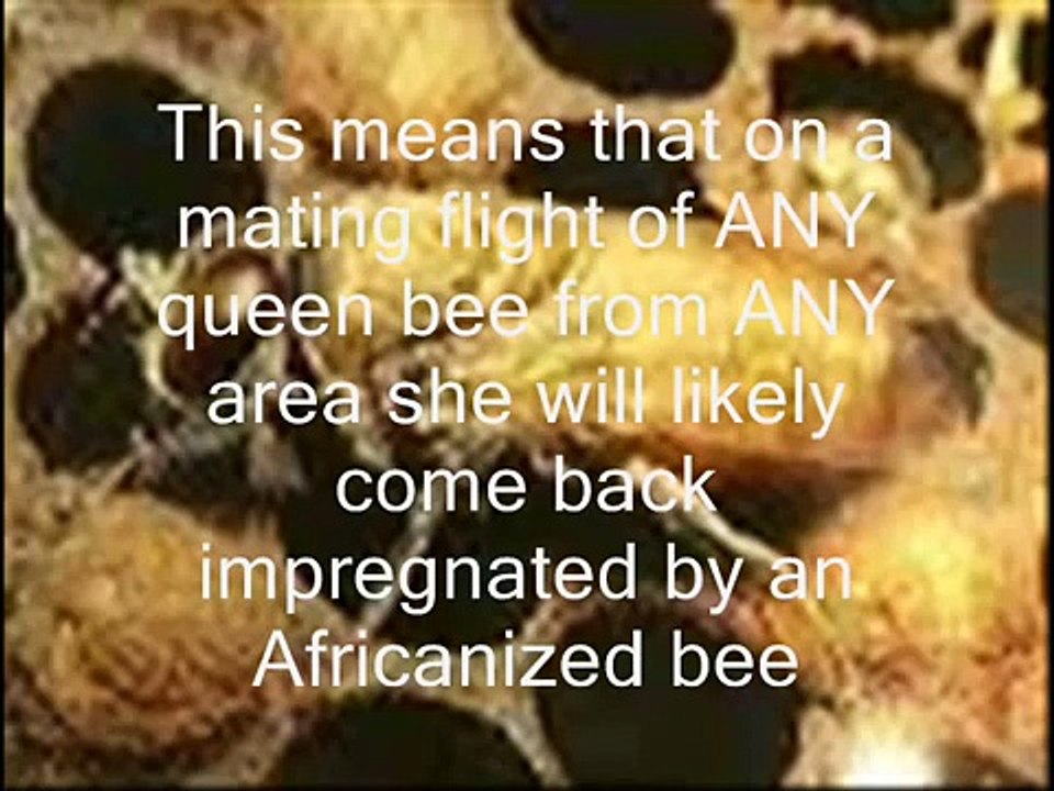 Eco Bee Removal-Will Killer Bees Kill You