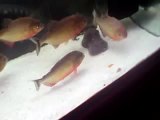 Year Old Red Belly Piranhas Eating Kipper!