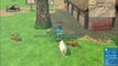 Mabinogi - newbie cuttin sheep