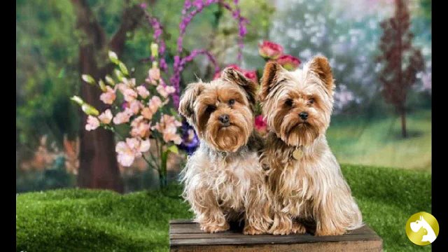 Стрижка йорка: секреты для маленьких модников