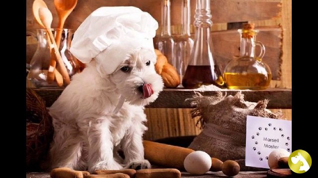 Выбираем сухой корм для питомцев