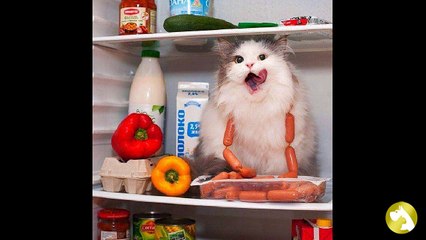 Подбираем верный рацион для мяукающего любимца