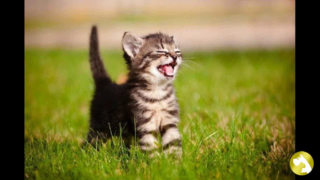 Правила прививания котят
