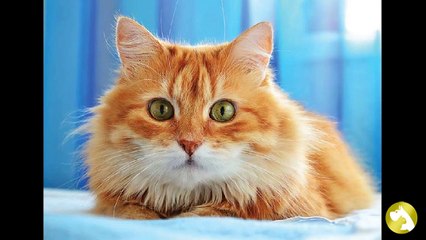 Сибирская кошка:  ласковый пушистик