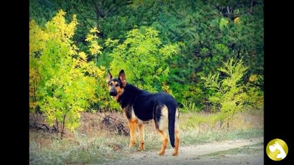 Восточно-европейская овчарка:  выносливость и упорство