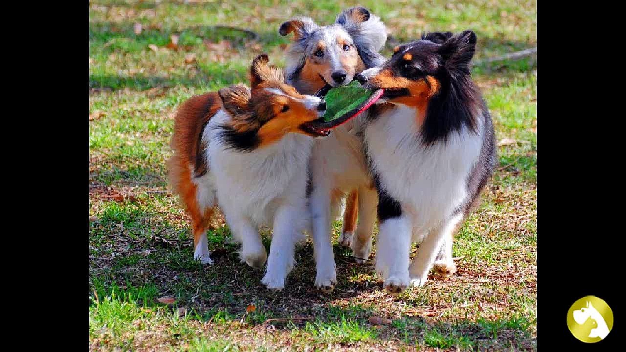 Шелти: неуемная энергия и бесконечная любовь к домочадцам